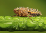 froghopper