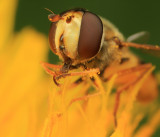 Hoverfly