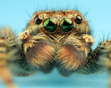 Jumping Spider