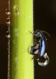 Leaf Beatle