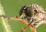 Robberfly