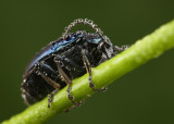 Leaf Beatle