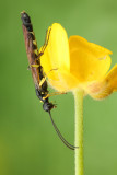 Cephus pygmaeus