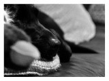 Maisy_25_sml.jpg
