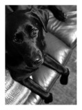 Maisy_18_sml.jpg
