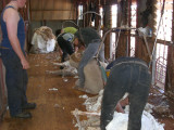 Shearing at Mt Ive