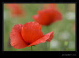 Poppy