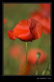 Poppy