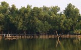 GREAT EGRET ROOST