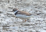 SEMIPALMATED PLOVER