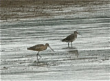 BOTH GODWITS