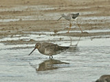 HUDSONIAN GODWIT