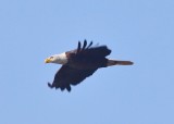 Bald Eagle - in flight