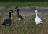 Snow Goose  Canada Geese