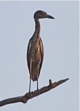 Yellow-crowned Night-heron -juvenile (b)