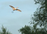 egret gliding in 