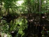 Cedar Creek reflecting the canopy