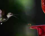 Hummingbird vs Yellow Jacket - battle for the nectar