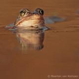 Moor frog <BR>(Rana arvalis)