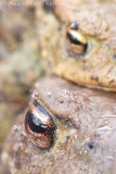 Common toad <BR>(Bufo bufo)