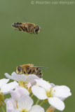 Eristalis interrupta <BR>(No common name)