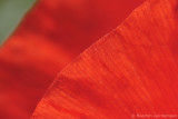 Poppy <BR>(Papaver rhoeas)