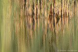 Reed <BR>(Phragmites australis)