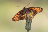 Heath fritillary <BR>(Melitaea athalia)