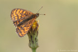 Heath fritillary <BR>(Melitaea athalia)