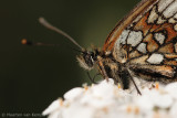 Heath fritillary <BR>(Melitaea athalia)