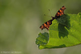 Comma butterfly <BR>(Polygonia c-album)