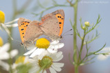 Small copper <BR>(Lycaena phlaeas)