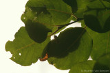 Silver-washed fritillary <BR>(Argynnis paphia)