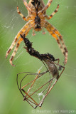 Garden spider  (Araneus diadematus)