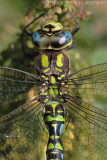 Southern hawker <BR>(Aeshna cyanea)