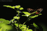 Speckled wood <BR>(Pararge aegeria)