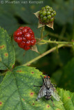 Grey fleshfly <BR>(Sarcophaga carnaria)