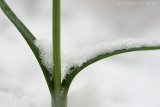 Common snowdrop <BR>(Galanthus nivalis)