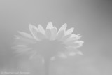 Common daisy <BR>(Bellis perennis)