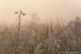 Cuckoo flower <BR>(Gardamine pratensis)