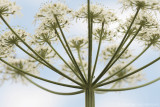 Cow parsley <BR>(Anthriscus sylvestris)