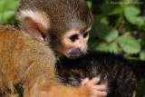 Squirrel monkey <BR>(Saimiri boliviensis)