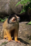 Squirrel monkey <BR>(Saimiri boliviensis)