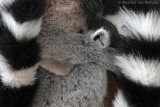 Ring-tailed lemur <BR>(Lemur catta)