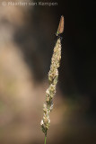 Beautiful demoiselle <BR>(Calopteryx virgo)