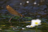 Beautiful demoiselle <BR>(Calopteryx virgo)