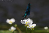 Beautiful demoiselle <BR>(Calopteryx virgo)