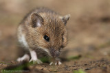 Wood mouse <BR>(Apodemus sylvaticus)