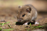 Wood mouse <BR>(Apodemus sylvaticus)