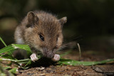 Wood mouse <BR>(Apodemus sylvaticus)